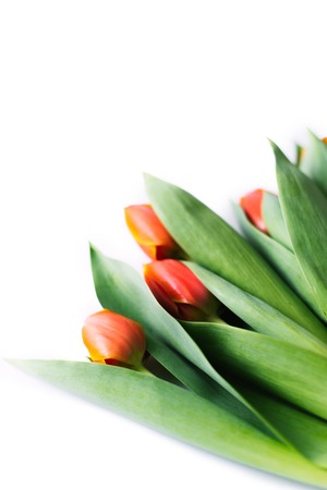 Blossoming tulips on a white background. Isolate, the concept of spring.の写真素材
