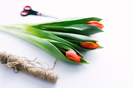 Tulips on a white background with a rope. Isolateの写真素材