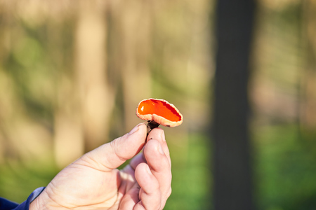 Red mushroom in hand in the spring forest.の写真素材