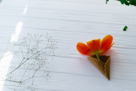 Tulip in a waffle horn on a wooden white background.