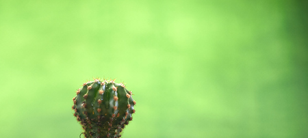 Cacti in pots on a green background.の写真素材