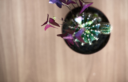 Cacti in pots on a wooden table.の写真素材