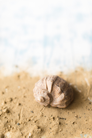 Shell on a beach background on a wooden background with sand.
