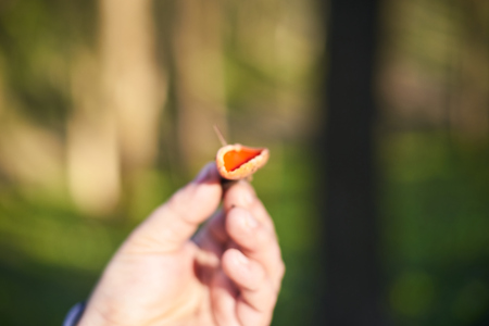 Red mushroom in hand in the spring forest.の写真素材