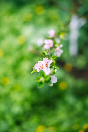 Blossoming branch with blurred background. Spring concept.の写真素材
