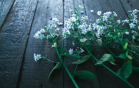 Flowering blue flowers on a wooden black background.の写真素材