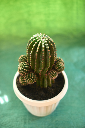 Cacti in pots on a green background.の写真素材