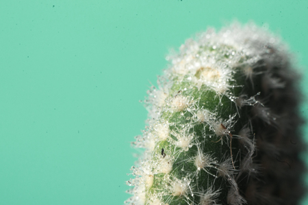 Cactus on blue with blurred background macro.の写真素材