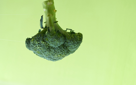 Broccoli in the air on a green background.