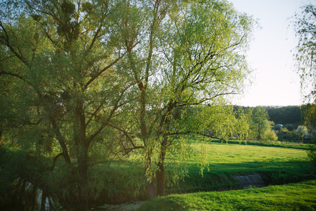 Spring evening landscape on the field in the rays of the evening sun.の写真素材