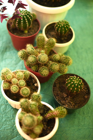 Cacti in pots on a green background.の写真素材