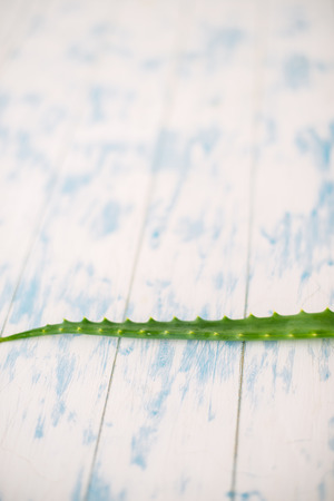 Green leaf of an aloe on a white wooden background.の写真素材