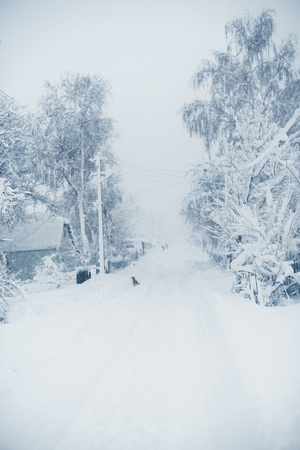 Winter snowfall in the village. Snowy collapse.の写真素材