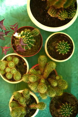 Cacti in pots on a green background.の写真素材