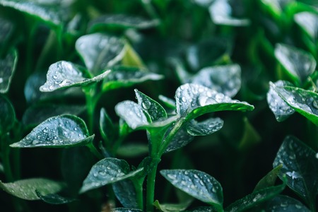 Green leaves on young pepper. Green background.の写真素材