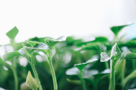 Green leaves on a young pepper on a white background.の写真素材