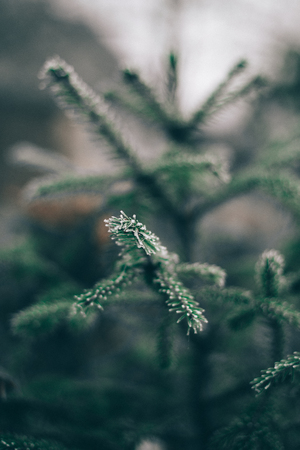 Christmas tree branches in hoarfrost with a blurred background.