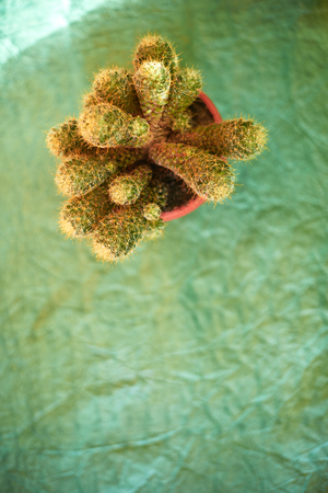 Cacti in pots on a green background.の写真素材