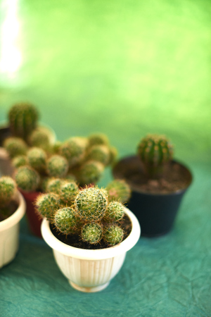 Cacti in pots on a green background.の写真素材