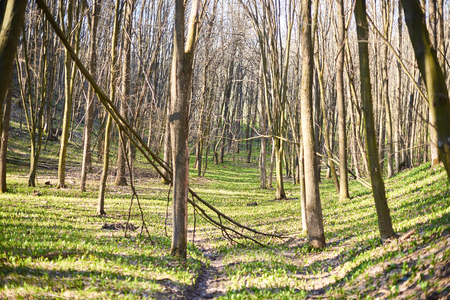 Evening forest March landscape. The concept of travel.の写真素材