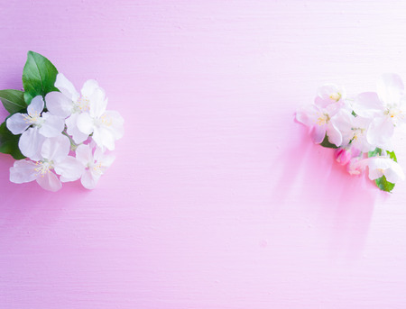 Flowering apple tree branches on a pink wooden background.の写真素材