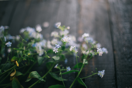 Blue small flowers on a black background.の写真素材