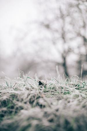 Morning frost on dry grass and leaves.の写真素材