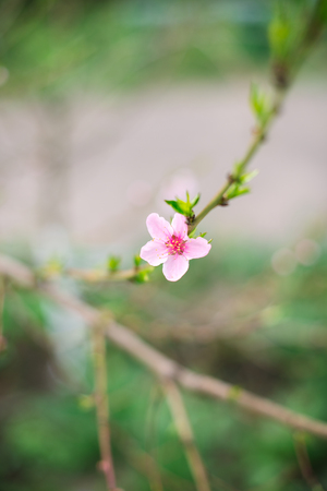 Blossoming branch with blurred background. Spring concept.の写真素材