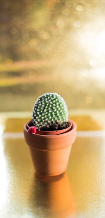 Cactus in a jamb on a golden background.の写真素材