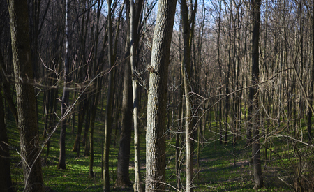 Evening forest March landscape. The concept of travel.の写真素材