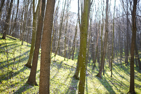 Evening forest March landscape. The concept of travel.の写真素材