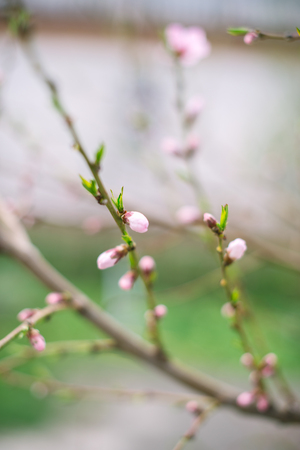 Blossoming branch with blurred background. Spring concept.の写真素材