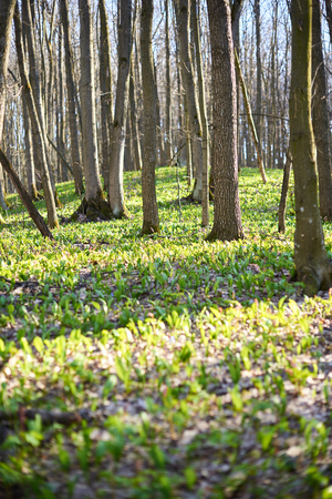 Evening forest March landscape. The concept of travel.の写真素材