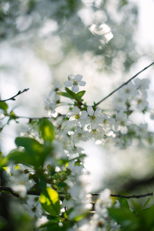 Flowering spring trees with a blurred background.の写真素材