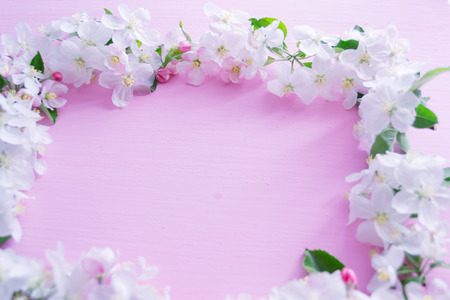 Flowering apple tree branches on a pink wooden background.の写真素材