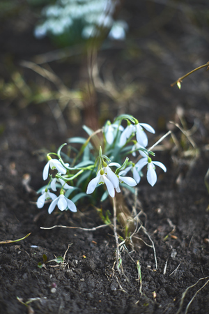 Flowering snowdrops on a spring day in nature.の写真素材
