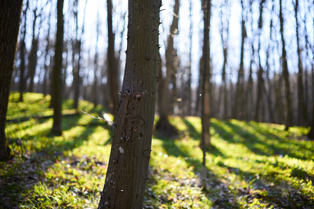Evening forest March landscape. The concept of travel.の写真素材