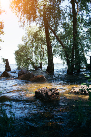 Summer landscape on a sunny day by the river.の写真素材