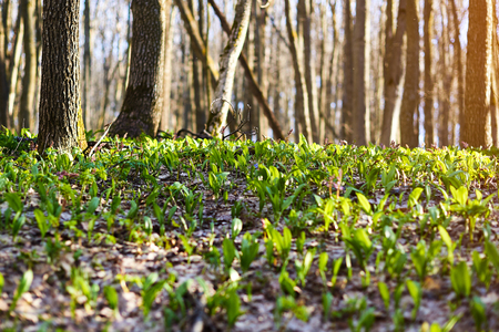 Evening forest March landscape. The concept of travel.の写真素材
