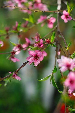 Flowering spring trees with a blurred background.の写真素材