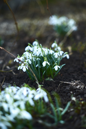 Flowering snowdrops on a spring day in nature.の写真素材