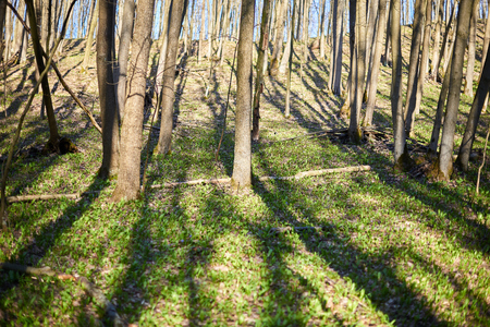 Evening forest March landscape. The concept of travel.の写真素材