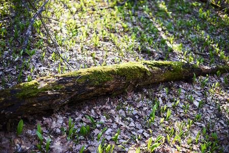 Evening forest March landscape. The concept of travel.の写真素材