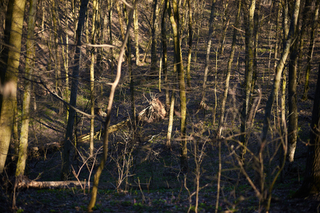Evening forest March landscape. The concept of travel.の写真素材