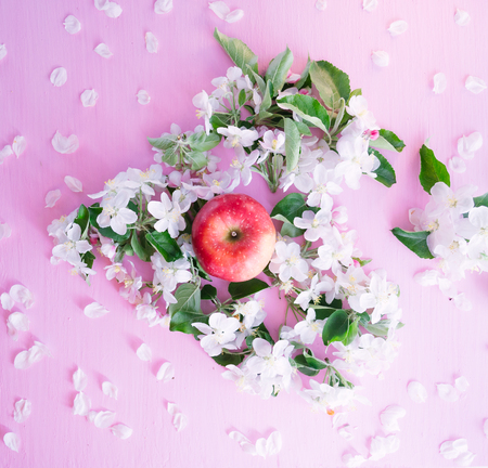 Blossoming apple tree branch and apple on a pink wooden background.の写真素材