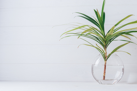 A branch of palm tree in a round glass vase on a white background.の写真素材
