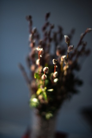 Spruce branches on the books in a glass vase on a white wooden background.の写真素材