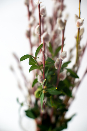 Spruce branches macro in sunlight with blurred background.の写真素材