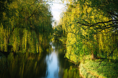 Spring evening sunny landscape near the river.の写真素材
