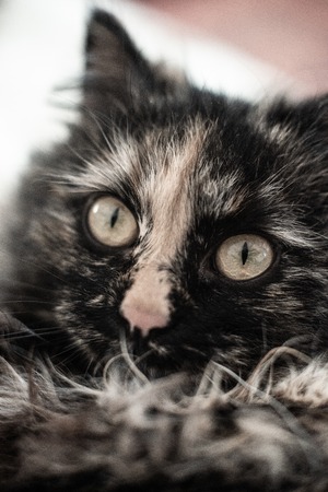 Muzzle of a shaggy fat cat close-up with a blurred background.の写真素材